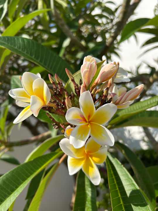 Gartenanlage Maritimo Beach Hotel