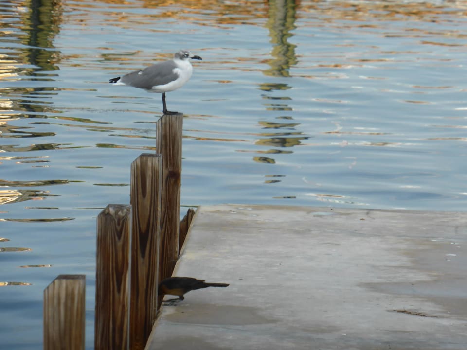 Bootssteg North Bay Inn Miami