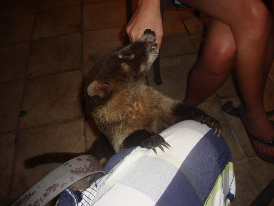 Hotel Catalonia Playa Maroma Catalonia Playa Maroma