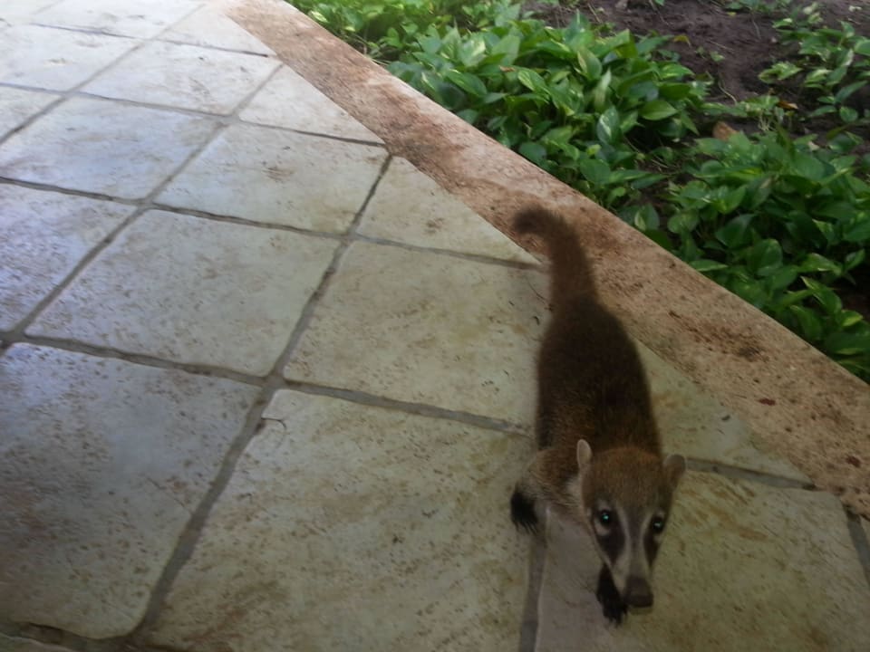Hotel Catalonia Playa Maroma Catalonia Playa Maroma