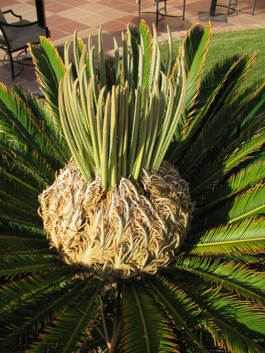 Palme kurz vor der Blüte Beach Albatros Resort