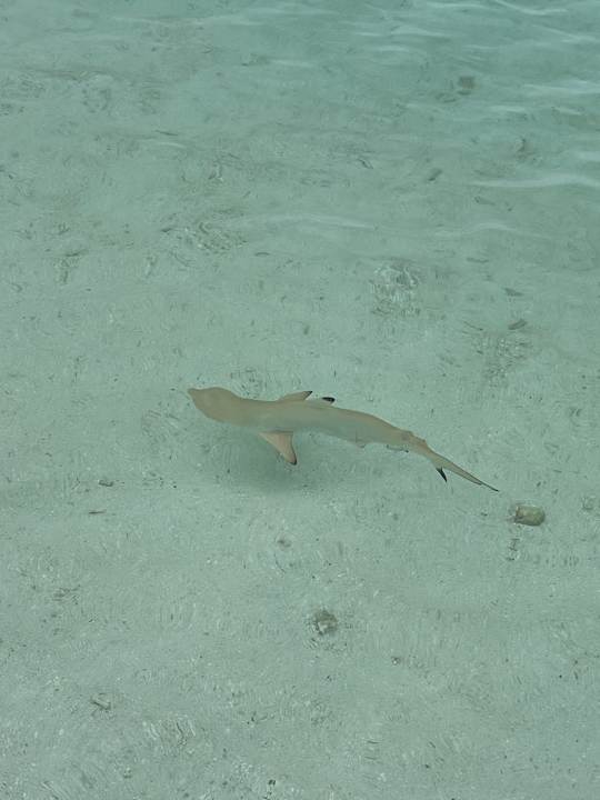 Außenansicht Hotel Riu Palace Maldivas