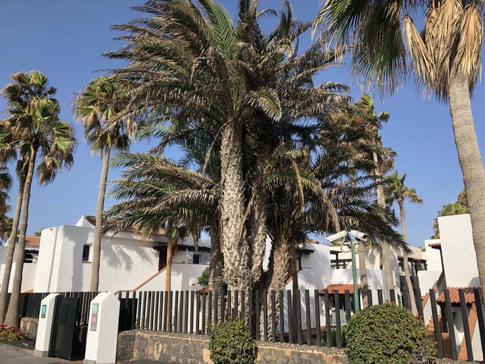 Garten Barceló Fuerteventura Castillo