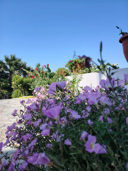 Gartenanlage Hotel South Coast