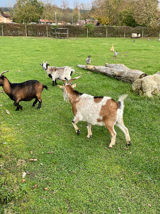 Gartenanlage Gutshof Arterhof Campingplatz