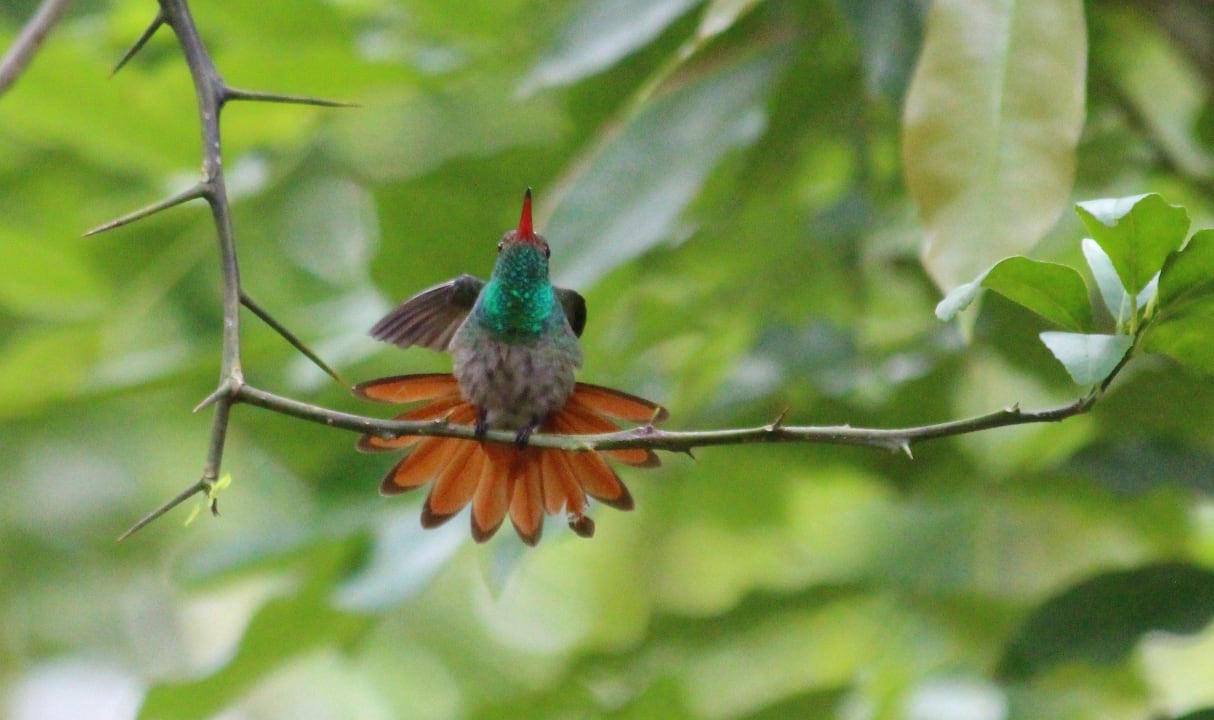 Mitbewohner im Hotel (Kolibri) Hotel Pochote Grande