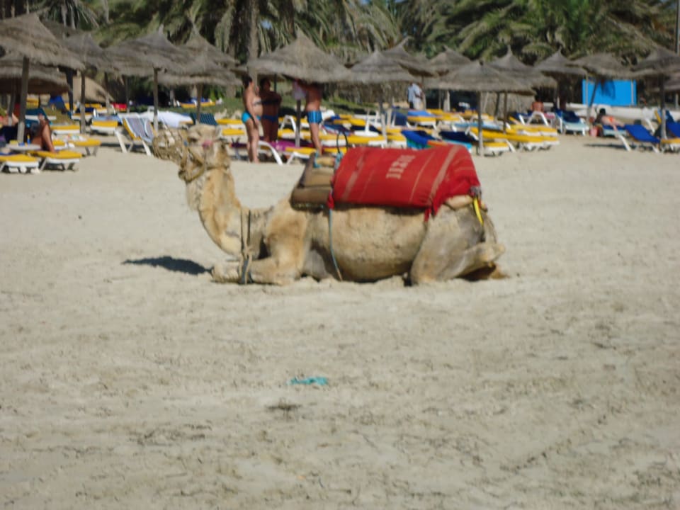 Pláž Hotel Eden Star