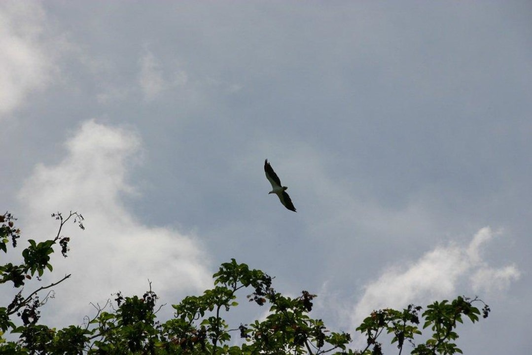 Einer der täglichen Besucher Hotel Tanjung Sanctuary Resort