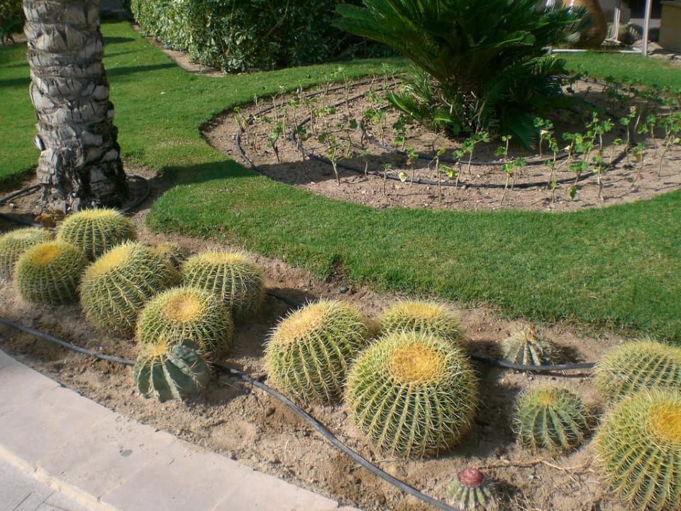 Gartenanlage Pickalbatros Palace Resort