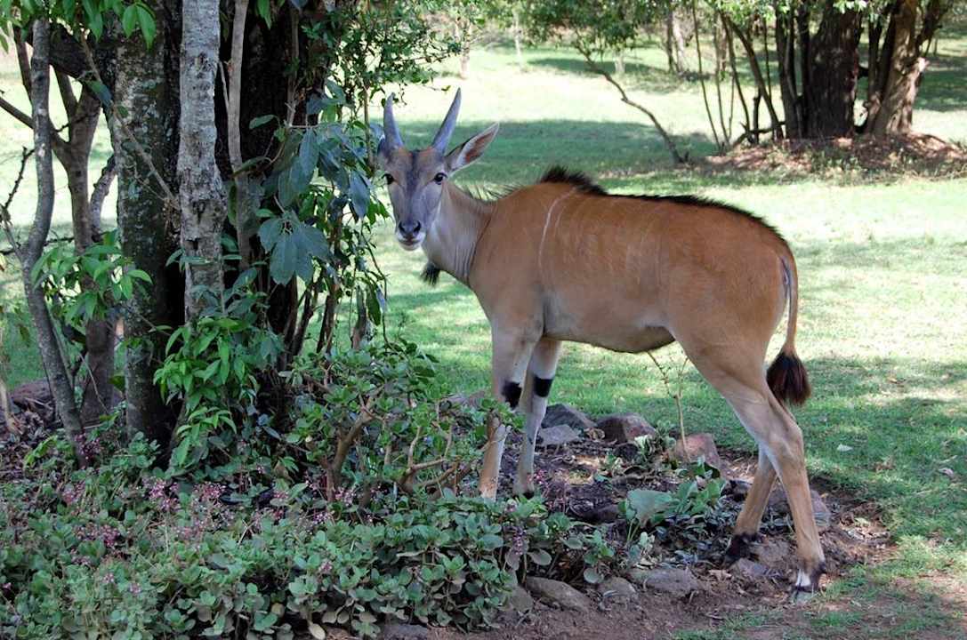 Auf dem Fußweg zur Lodge Royal Mara Safari Lodge