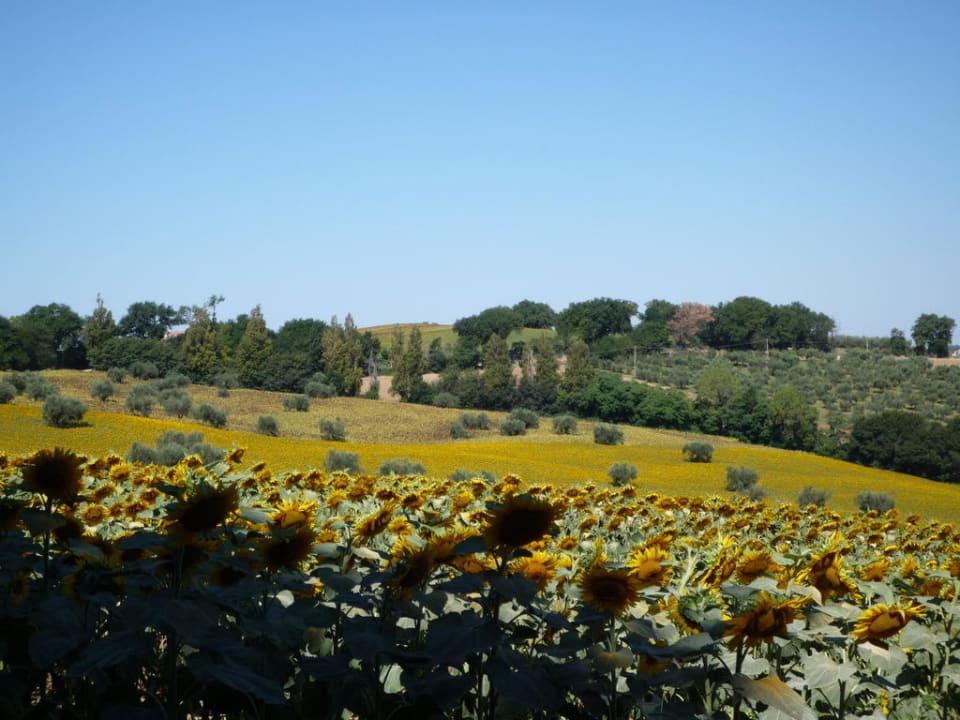 Umgebung Hotel Poggio Antico