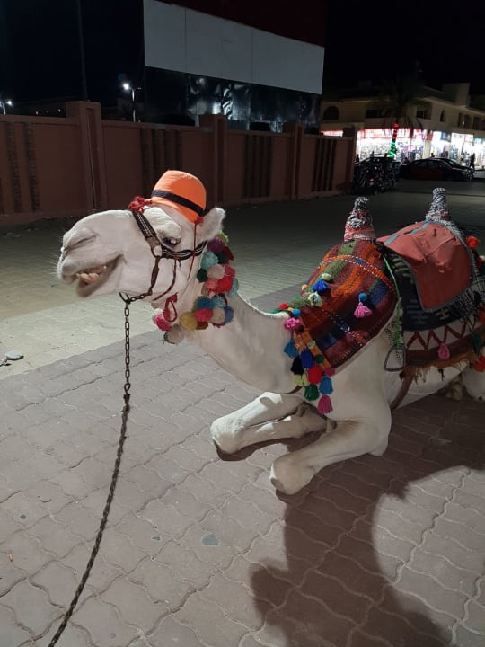 Sonstiges Pickalbatros White Beach Resort - Hurghada