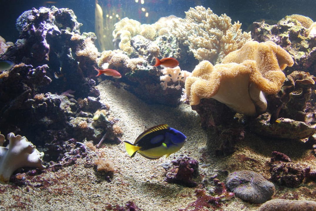 Aquarium neben Rezeption Mauricia Beachcomber Resort & Spa