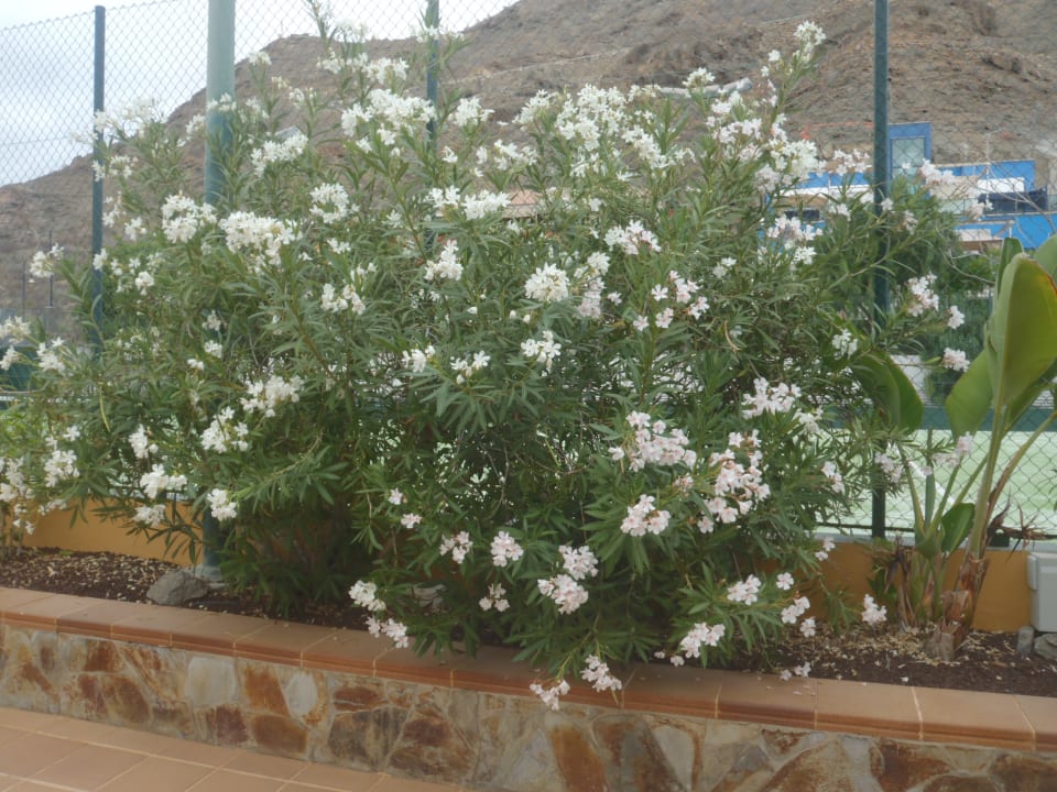 Gartenanlage Hotel Cordial Mogán Playa