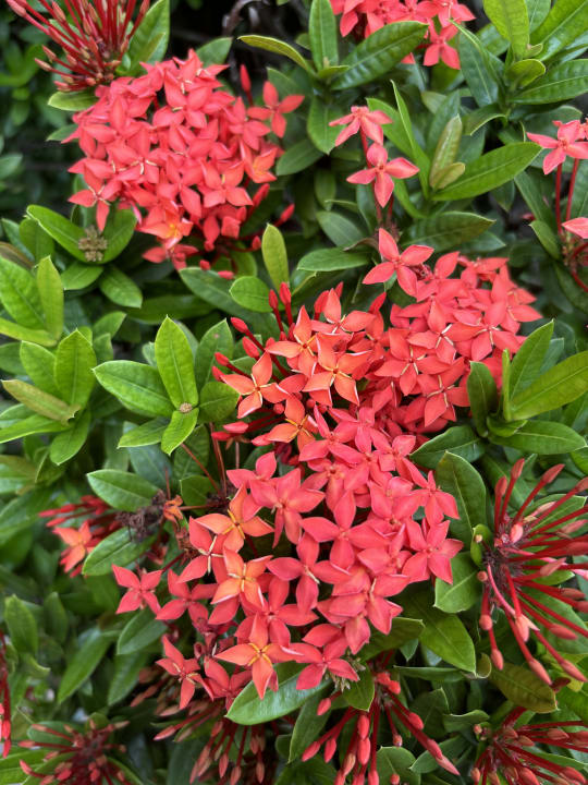 Gartenanlage Pinnacle Samui Resort