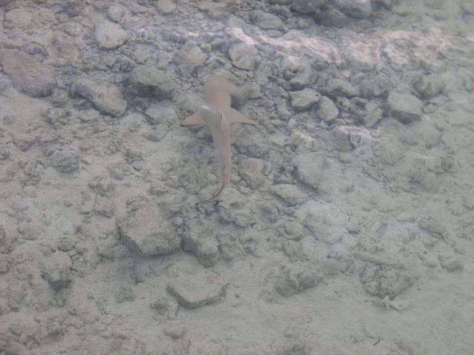 Strand NH Collection Maldives Havodda Resort