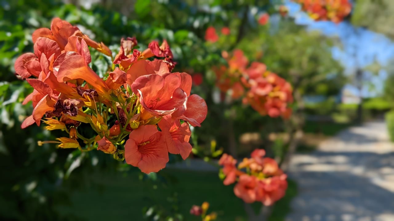 Gartenanlage Apollonia Beach Resort & Spa