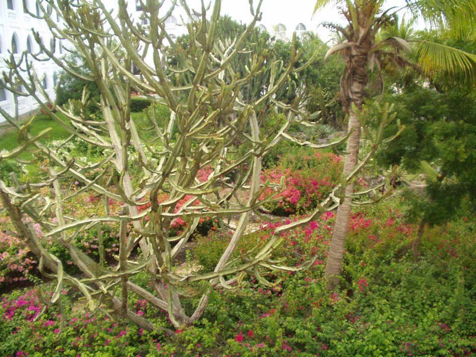 blick vom balkon Kaskazi Beach Resort