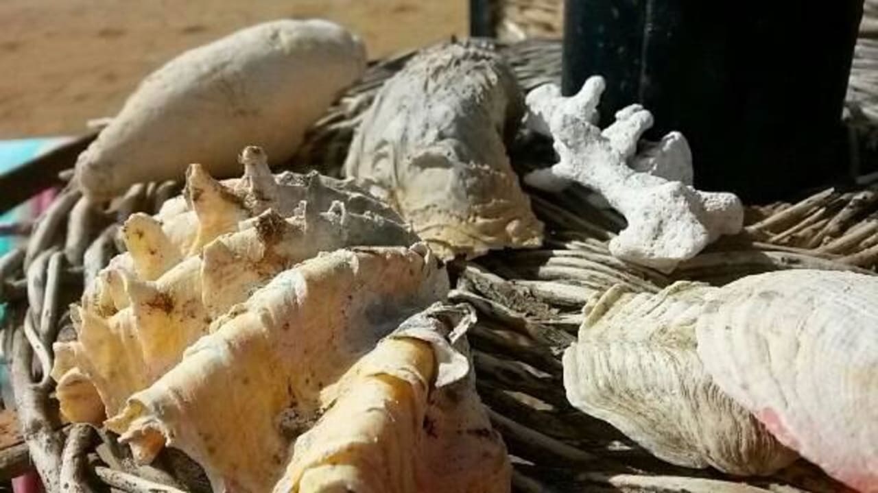 Большие ракушки Bliss Nada Beach Resort