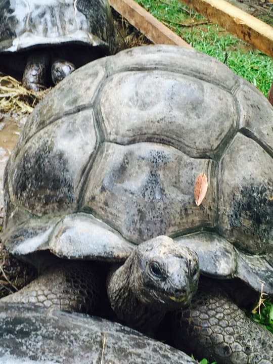 Schildkröten in der Anlage Berjaya Beau Vallon Bay Resort & Casino