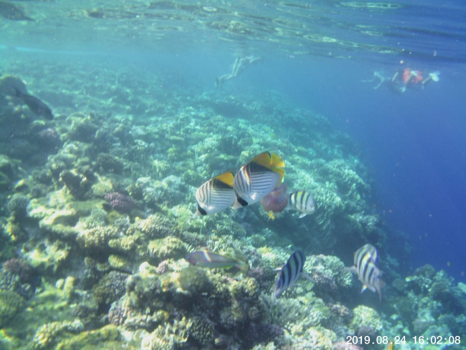 Strand Serenity Alpha Beach