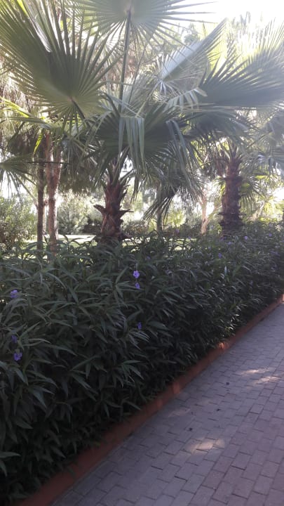Gartenanlage Club Turtas Beach Hotel