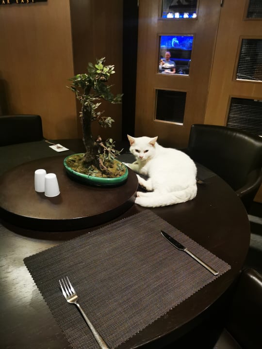 Gastro Balmy Foresta