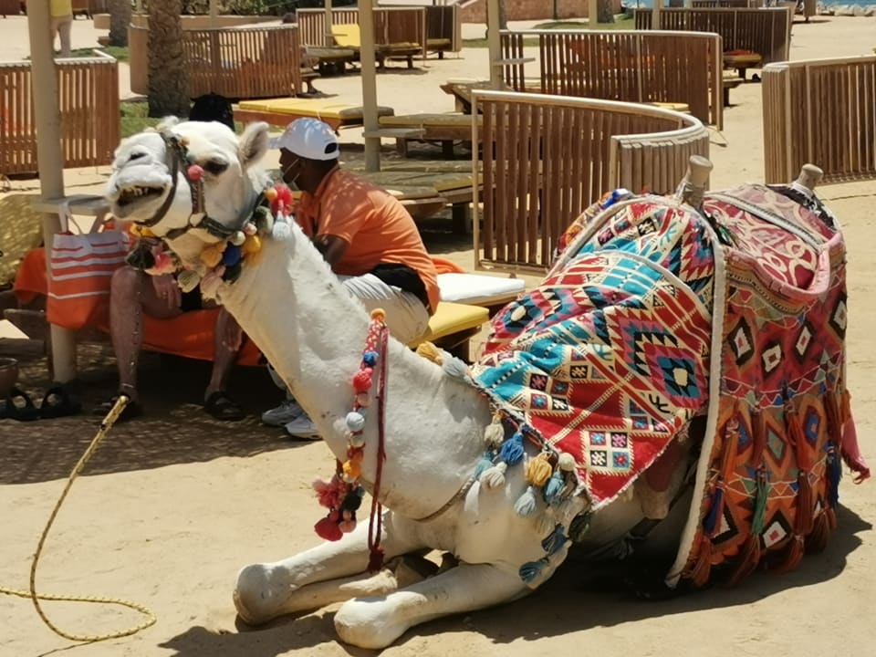 Sonstiges Desert Rose