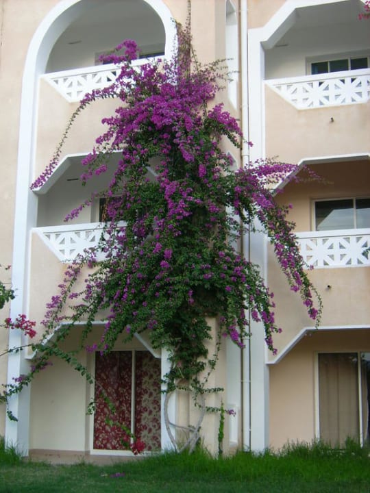 Blumen blühen im November Mahdia Beach & Aquapark