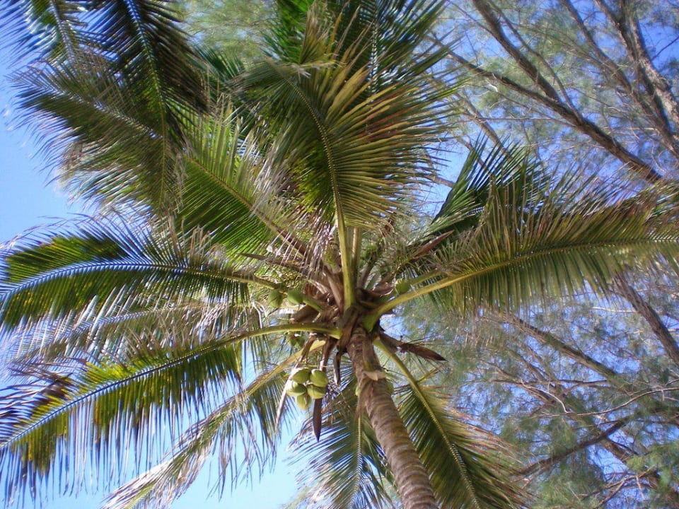 Riesen Palme mit Kokusnuss Hotel Papillon Lagoon Reef