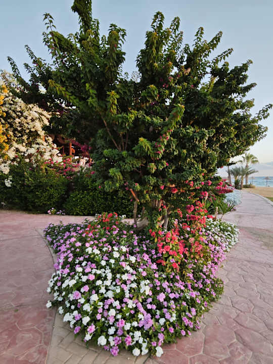 Gartenanlage Wadi Lahmy Azur Resort