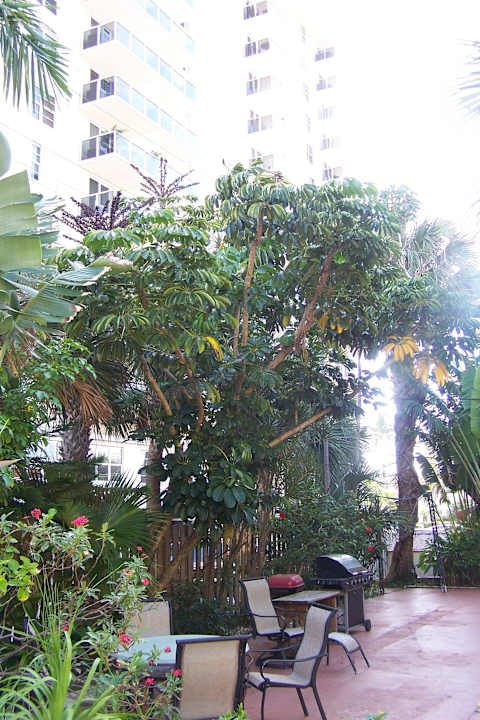 Umringt von großen Hotels Fortuna Hotel