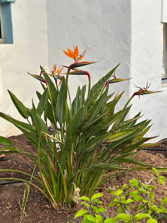 Gartenanlage Sotavento Beach Club