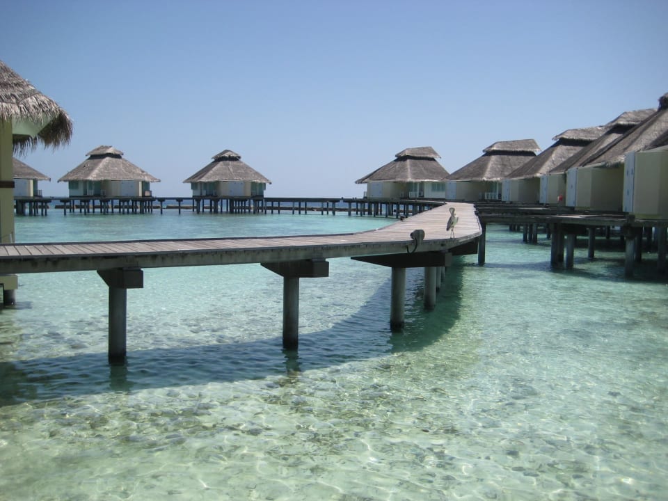 Wasserbungalows Ellaidhoo Maldives by Cinnamon