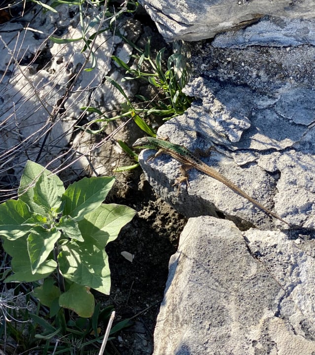 Gartenanlage Kempinski Hotel Adriatic Istria Croatia