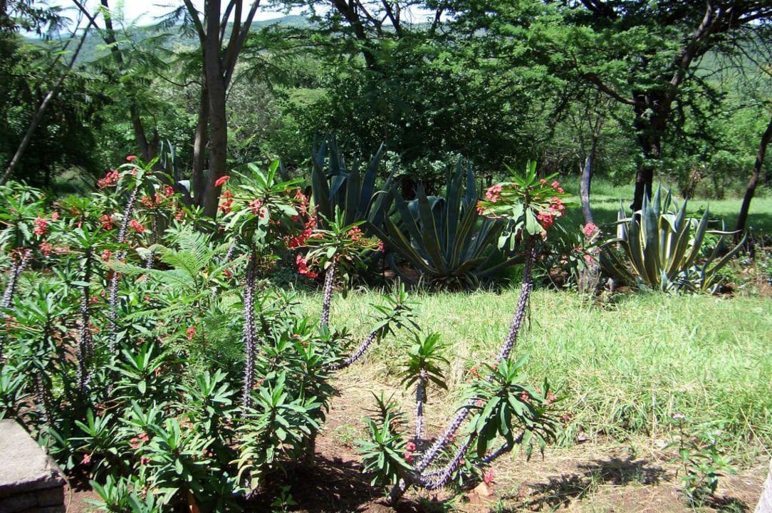 Garten, Massai Mara Sopa Lodge Hotel Masai Mara Sopa Lodge