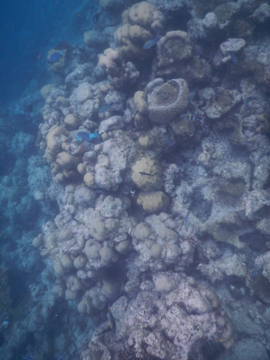 Am Hausriff Kuredu Island Resort & Spa