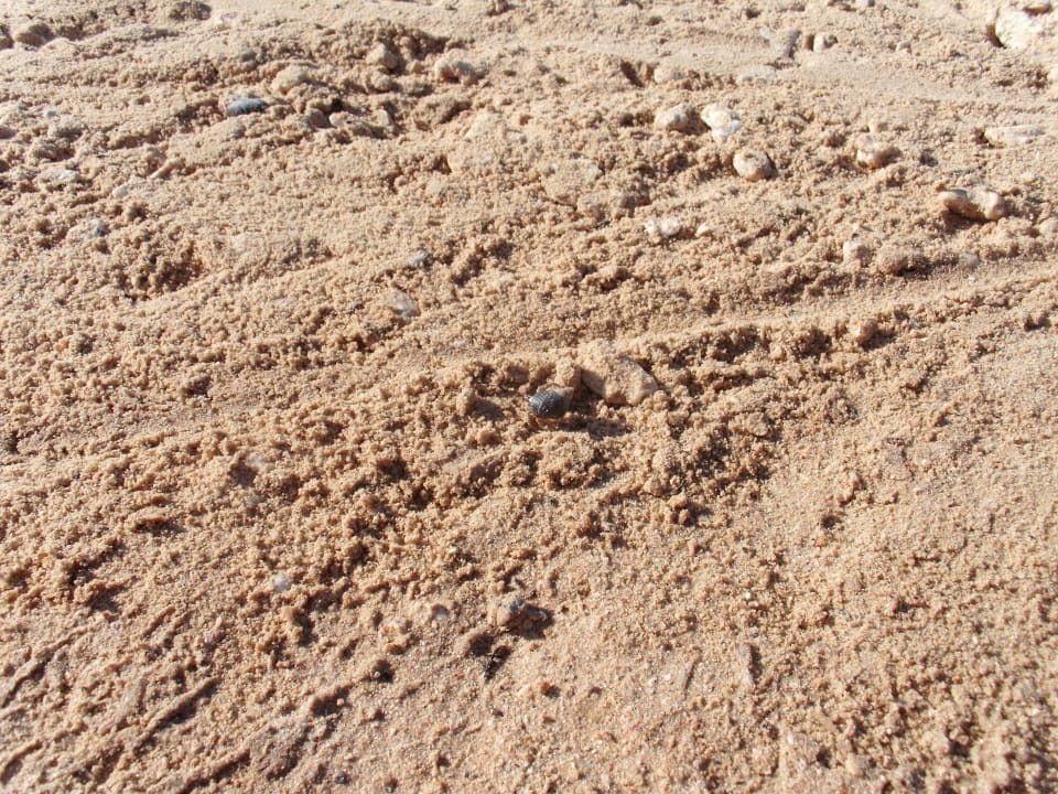 Einsiedler Steigenberger Coraya Beach - Adults only