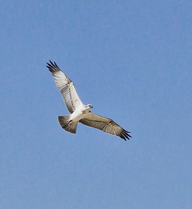 Ausblick Lahami Bay Beach Resort