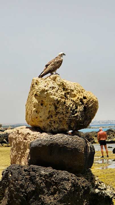 Strand Pickalbatros Citadel Resort