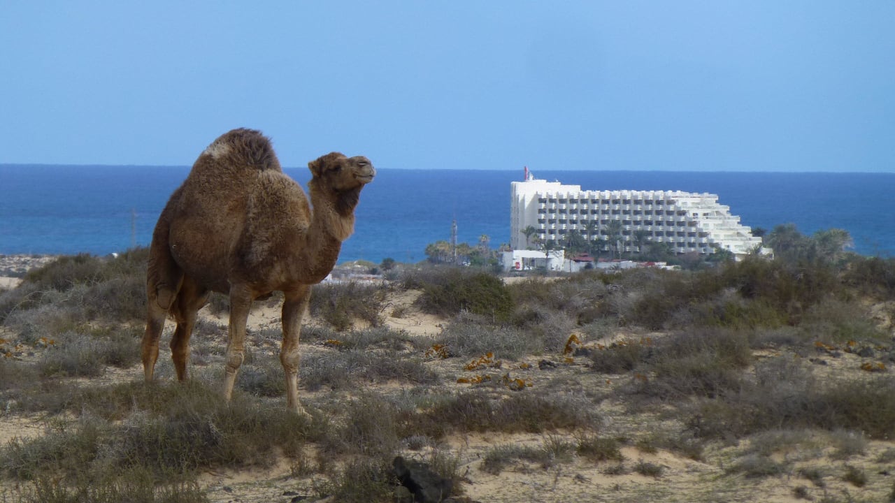 Freilaufendes Dromedar in den Dünen vorm Hotel Hotel Riu Palace Tres Islas