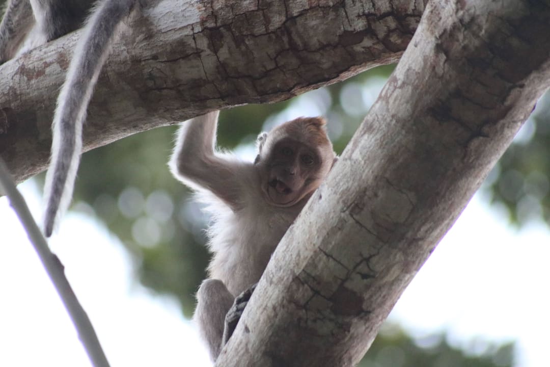 Verspielte junge Affen Berjaya Langkawi Resort
