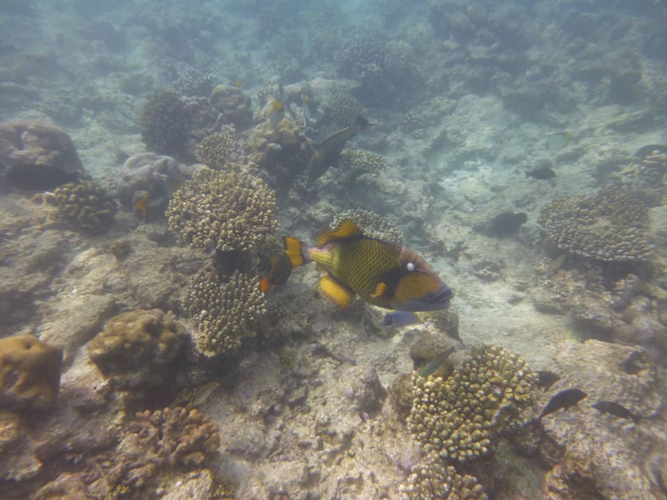 Beim Schnorcheln am Riff Kuramathi Maldives