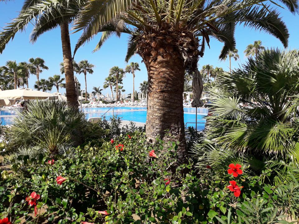 Gartenanlage Hotel Riu Gran Canaria