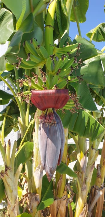 Gartenanlage Smy Kos Beach & Splash