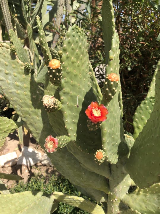 Gartenanlage Shams Safaga Resort