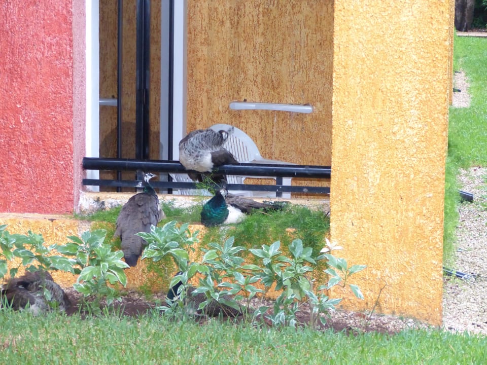 Familie Pfau Iberostar Waves Tucan