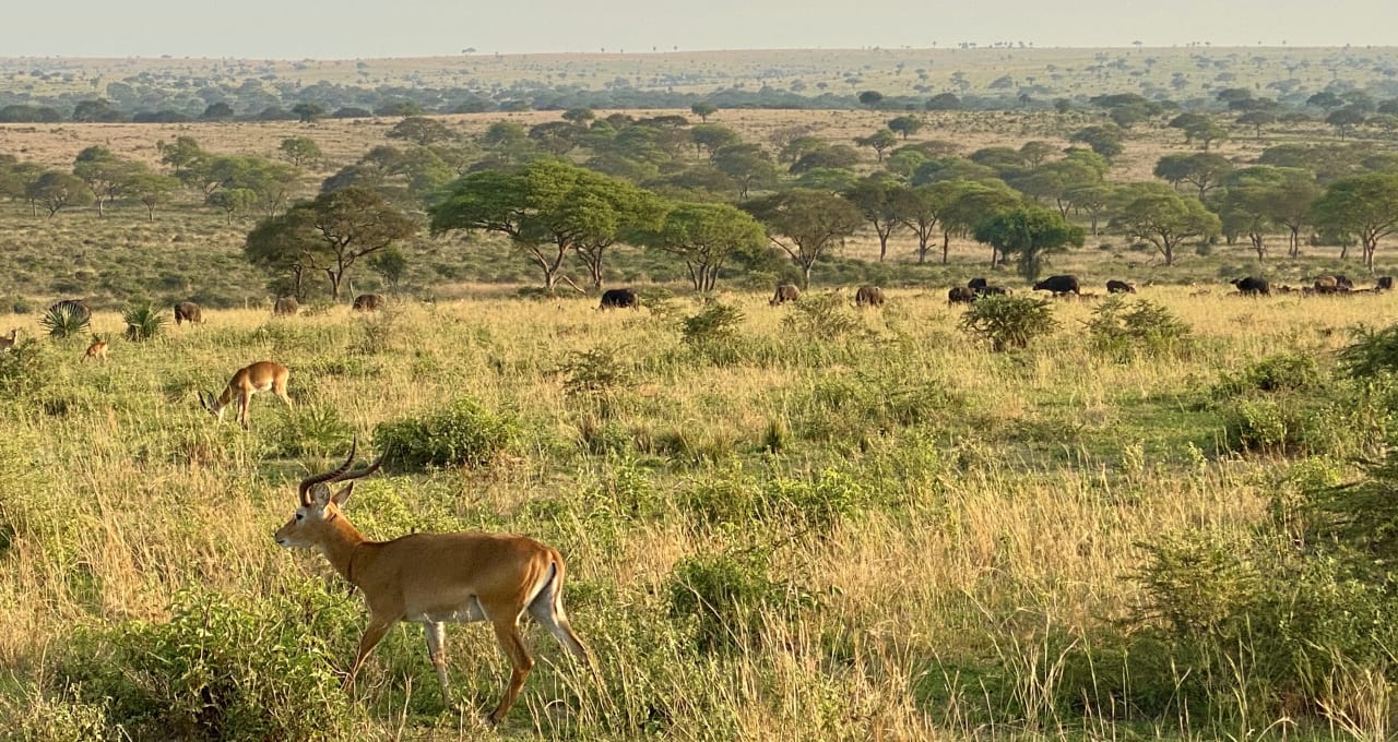 Sonstiges Pakuba Safari Lodge