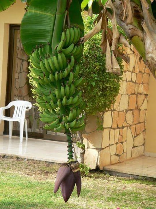 Bananowiec Atlantica Aeneas Resort