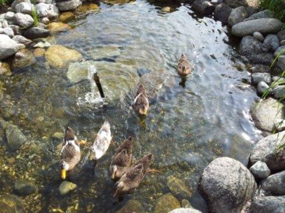 Pool für Enten2 Hotel Kohlerhof